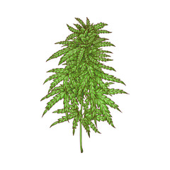 Vector cannabis plant sketch icon. Green hemp plant with leaves, ligalized smoking drug symbol, marijuana herb, can be used in medical design. Isolated illustration