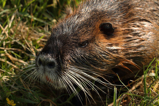 Portrait of the coypu - a large rodent species from America, which is alien in Europe. A mammal inhabiting water and surroundings on a horizontal picture.