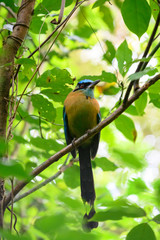 Momotidae motmot