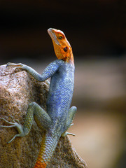 Rainbow Lizard