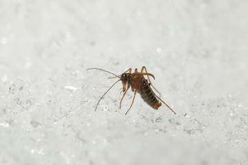 Obraz premium A male of the snow flea walking on the snow. A rare insect belonging to scorpionflies, occuring in Europian mountains during the winter season. 