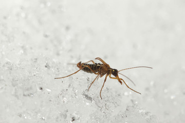 A male of the snow flea walking on the snow. A rare insect belonging to scorpionflies, occuring in Europian mountains during the winter season. 