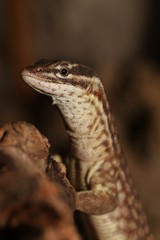 Spiny-tailed monitor, also known as the ridge-tailed monitor or Ackies dwarf monitor. A rare Australian reptile which has nice color,spiny tail and is sometimes bred in captivity as a pet.