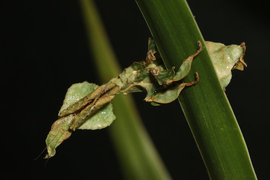 Ghost mantis siting on a leaf - African predatory insect in its natural habitat with a black background.
