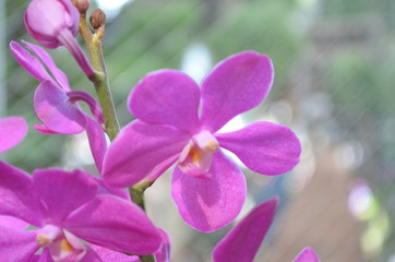 Flower in Garden