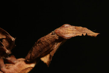 Ghost mantis siting on a leaf - African predatory insect in its natural habitat with a black background.