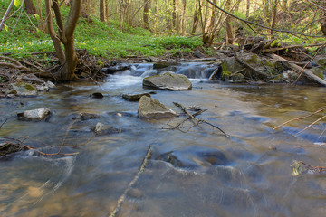 River in the forest in the spring
