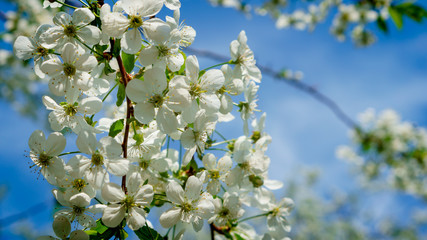 Blooming white flowers against a bright blue sky
