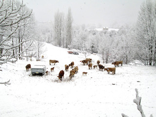 Vacas en la nieve. Pirineos, Torla-Ordesa, las vacas que pasan el verano en los pastos de alta montaña bajan al pueblo donde pasan el Invierno