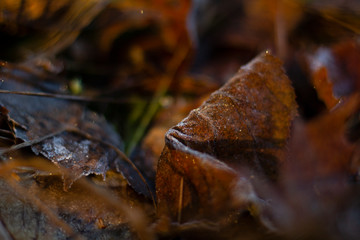 Frosty leaf on the ground of a forest, everything besides the leaf is blurry.