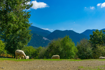 Sheep are grazing in a meadow in the countryside near the area of Menalon trail Elati- Vitina in Peloponnese, Greece