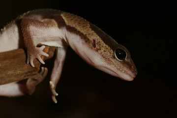Portrait of the African fat-tailed gecko. An endangered reptile species, sometimes kept as a pet.