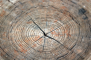 Tree rings texture background
