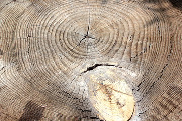 Fototapeta premium Tree rings texture background