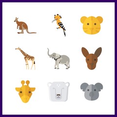 9 zoo icon. Vector illustration zoo set. koala and polar bear icons for zoo works