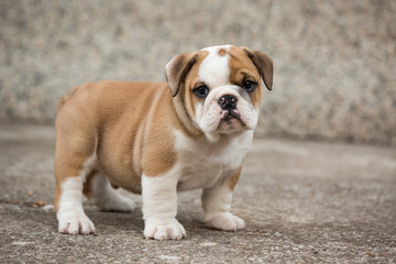 Cute English Bulldog Puppies 
