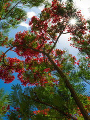 Flamboyant sous le soleil