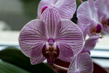 Obraz na płótnie Canvas Details of orchid petal