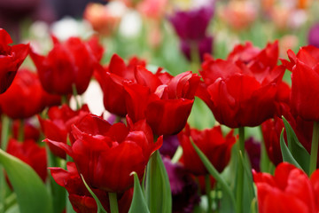 blooming red tulips