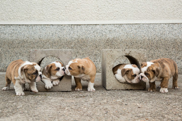 Cute English Bulldog Puppies 
