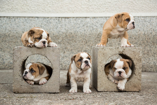 Cute English Bulldog Puppies 
