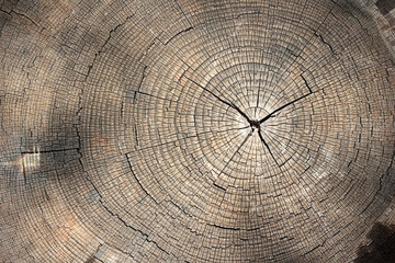 Tree rings texture background