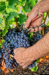 cluster of grape at the vineyard. Garnatxa