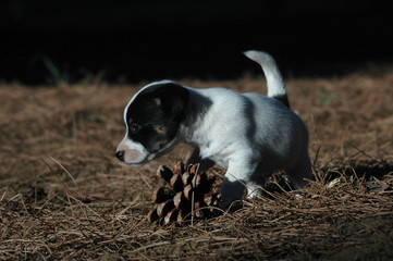 Puppy playing  with pine