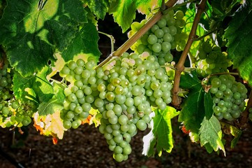 cluster of grape at the vineyard. Macabeu