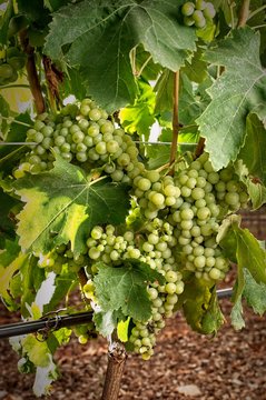 cluster of grape at the vineyard. small macabeu