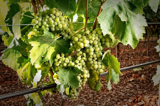 cluster of grape at the vineyard. small macabeu
