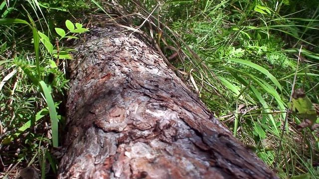 Ants Formica rufa on tree bark close-up in Siberia on Baikal.