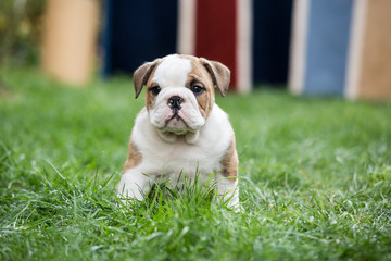 Fototapeta premium Cute English Bulldog Puppies 