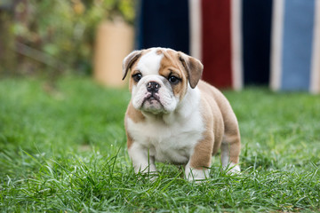 Cute English Bulldog Puppies 
