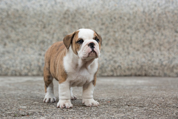 Cute English Bulldog Puppies 
