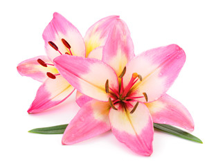 Naklejka na ściany i meble Pink lily flower.