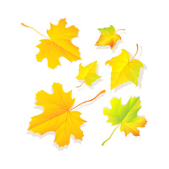 Maple Leaf