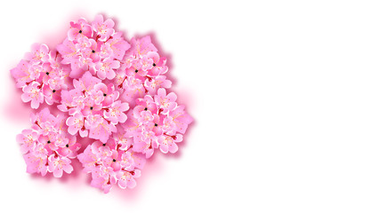 Decorative sakura flowers, bouquet, design elements. Can be used for cards, invitations, banners, posters, print design. illustration