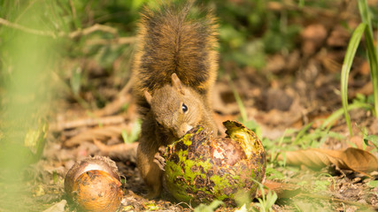 squirrel eating