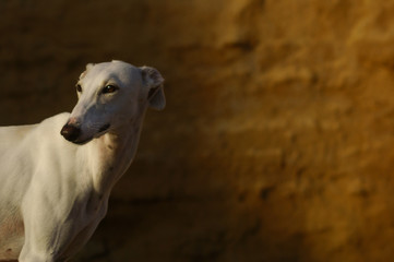 White greyhound portrait