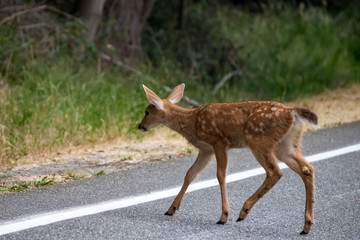 small young deer with spots moves across roadway to eat grass