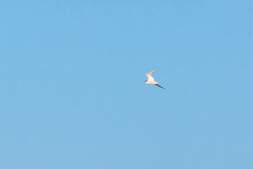 Tern flying in the sky