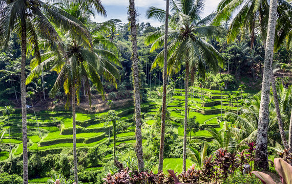 Rice terraces, Bali