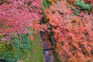 Scenery of Japanese autumn leaves.