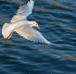 Gull wings stretched