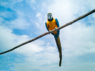 Blue African parrot with clear blue sky on wooden trunk © Napatsan