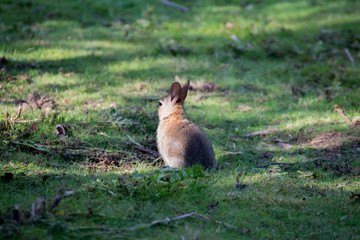 Rabbit in the woods