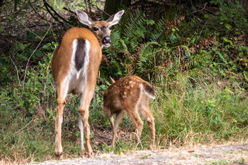 young fawn and its mother eating grass near side of the road