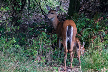 Fawn and mother deer eating grass near fenceline in washington state
