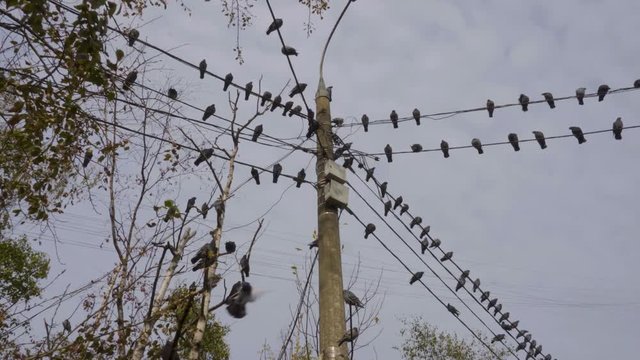 Birds sitting on power lines in the city at daytime